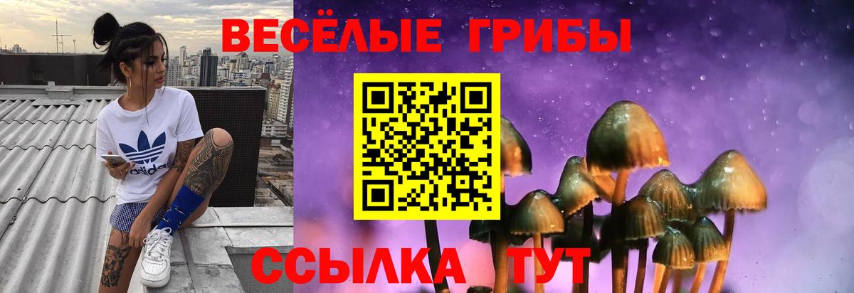 Прохладный  Псилоцибиновые грибы Psilocybe  Вход с VPN 